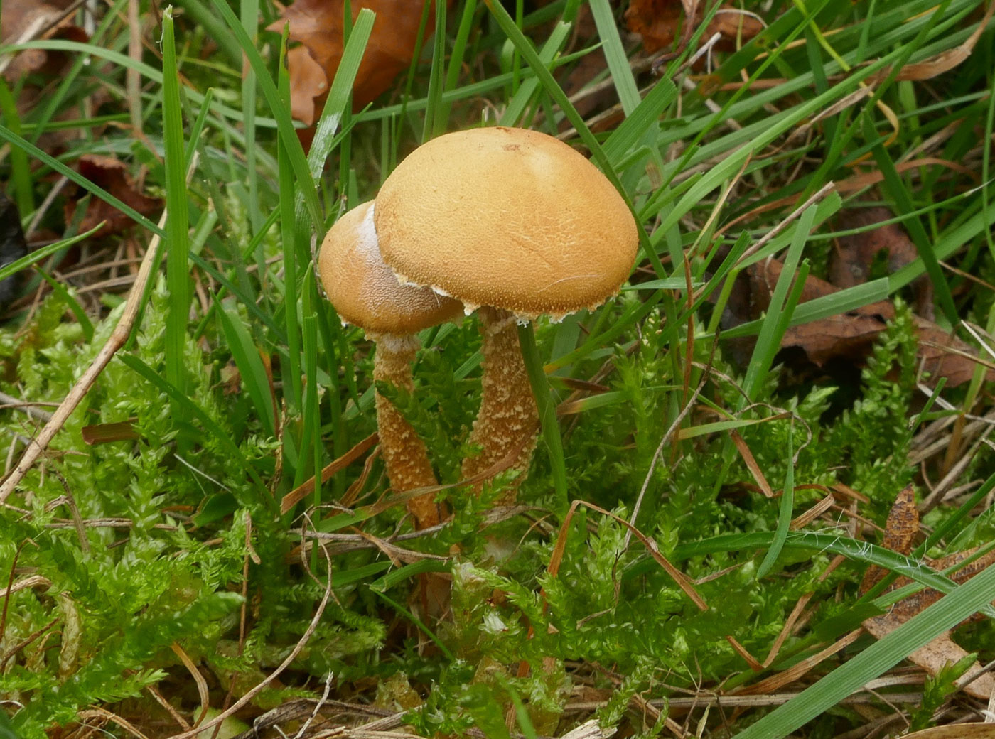 Photo © Jackie Ewan Cystoderma amianthinum by Jackie Ewan